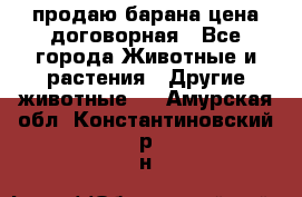 продаю барана цена договорная - Все города Животные и растения » Другие животные   . Амурская обл.,Константиновский р-н